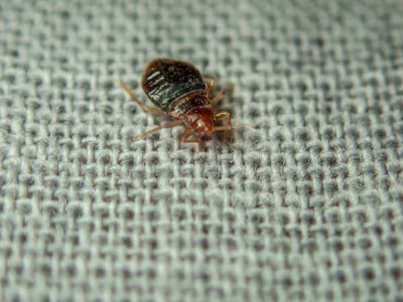 Bed bug infestation in government facility requiring heat treatment and chemical treatment