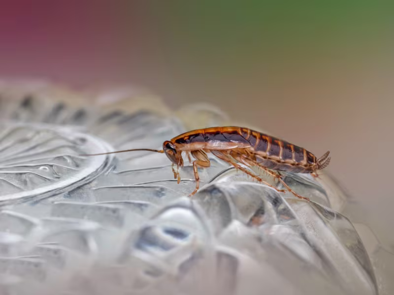Cockroach infestation in a school cafeteria requiring gel baiting and residual sprays