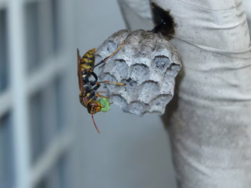 Fly and insect control for farms and stables protecting animals and livestock areas