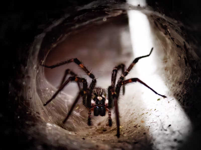 Spider identification — common house spider in a corner web