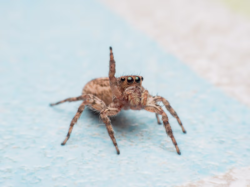 Jumping Spiders