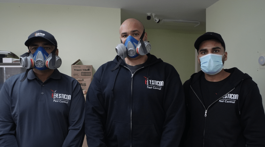 Pesticon's Professional Termite Removal Process