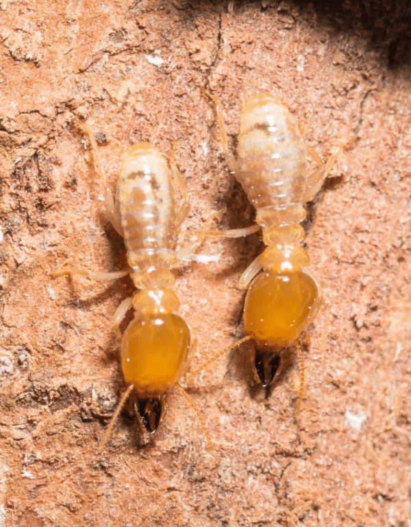 Subterranean Termites