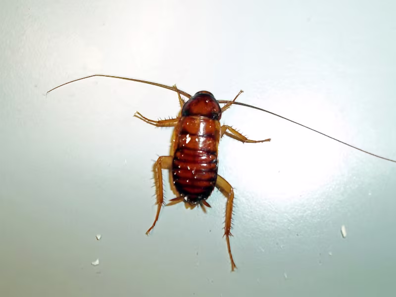 Cockroach infestation in government cafeteria requiring gel baiting residual treatments and sanitation guidance