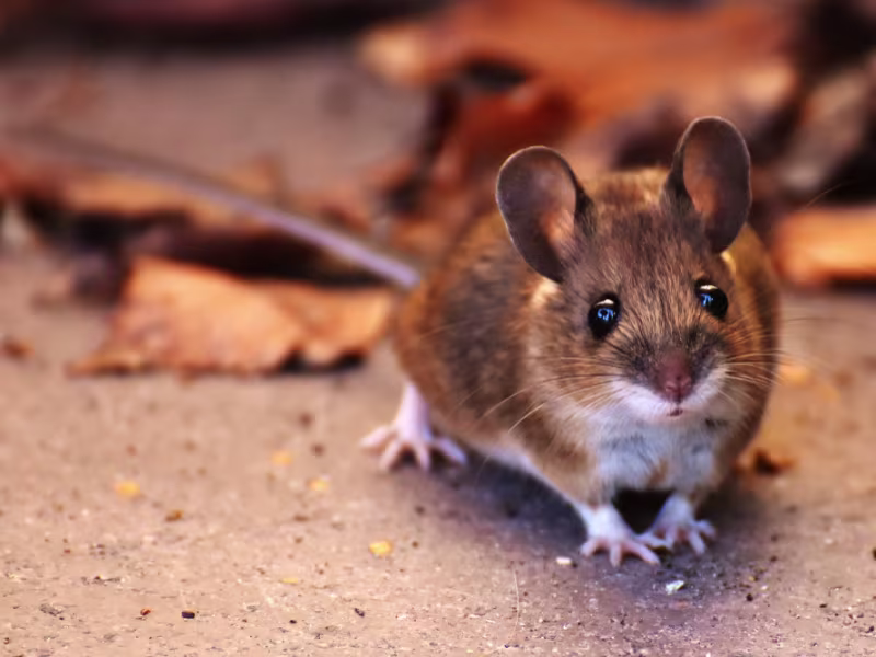 Mice infestation in government building requiring full inspection sealing of entry points and strategic trapping