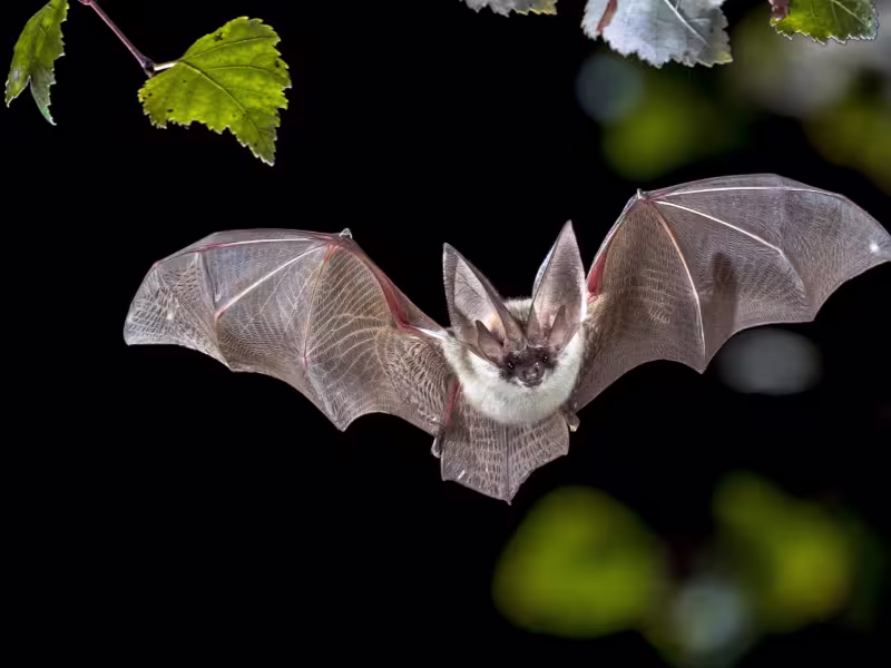 Wildlife intruding on government property requiring humane removal and exclusion services