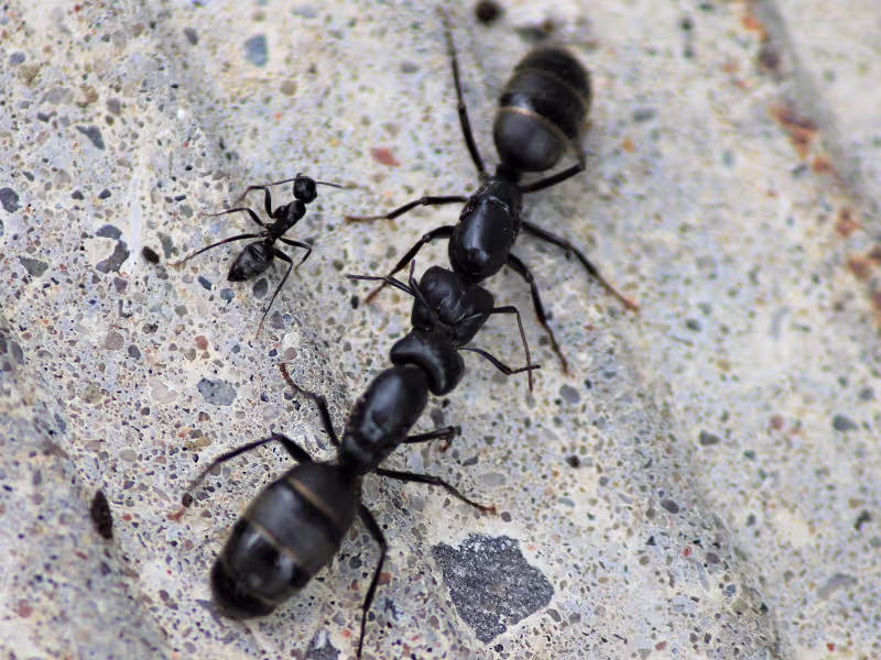 Ant infestation in government building requiring colony elimination and perimeter barriers