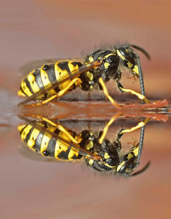 Yellow Jackets