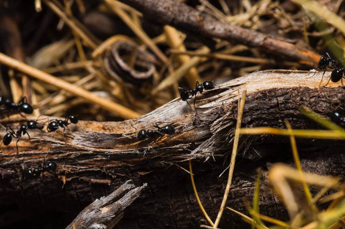Ants Contamination, Infestation, Extermination