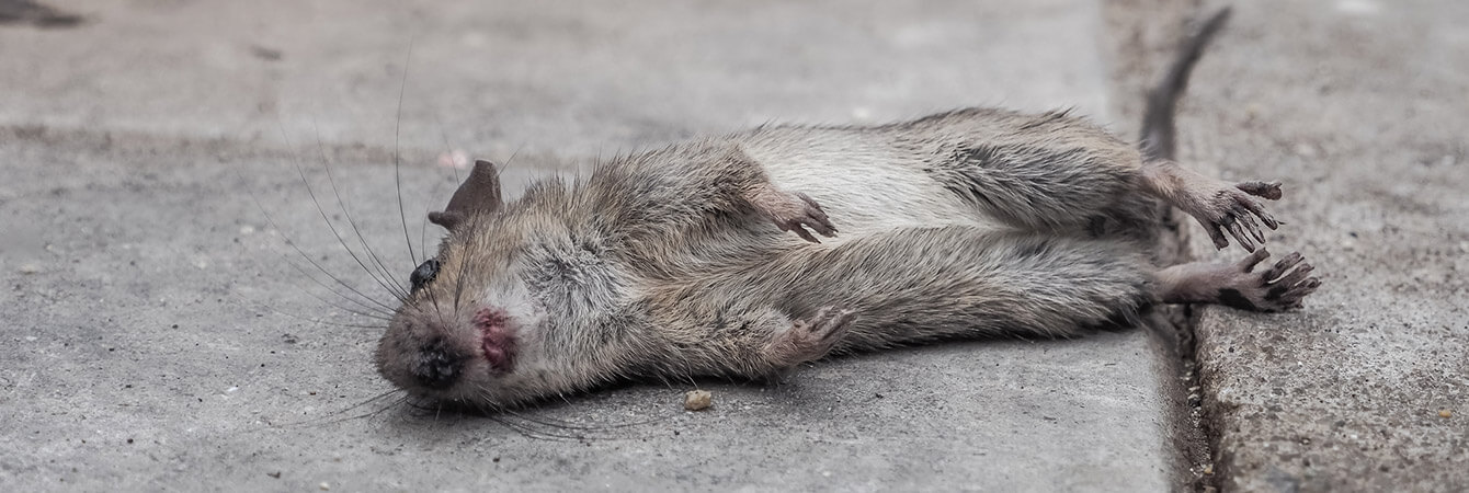 how to get rid of dead rodent smell