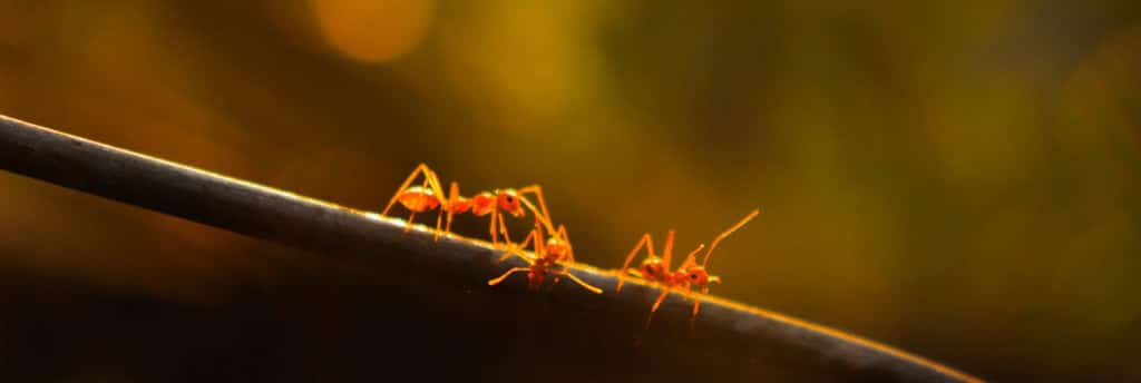 Getting Control of Your Ants in Toronto