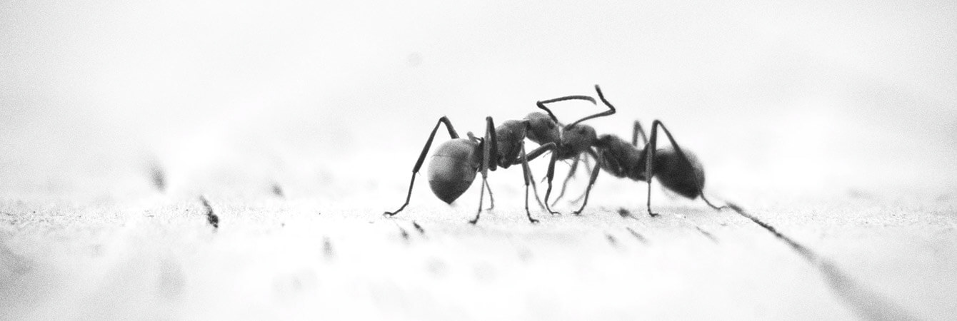 ant species and how to deal with them