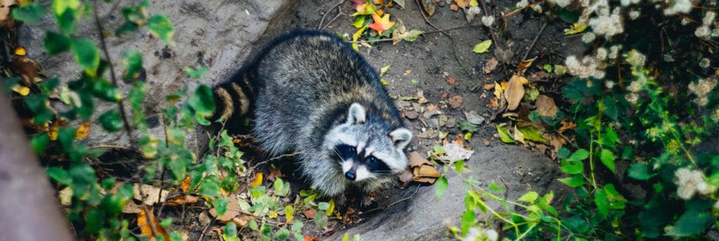 how to deal with racoon, outdoor wildlife