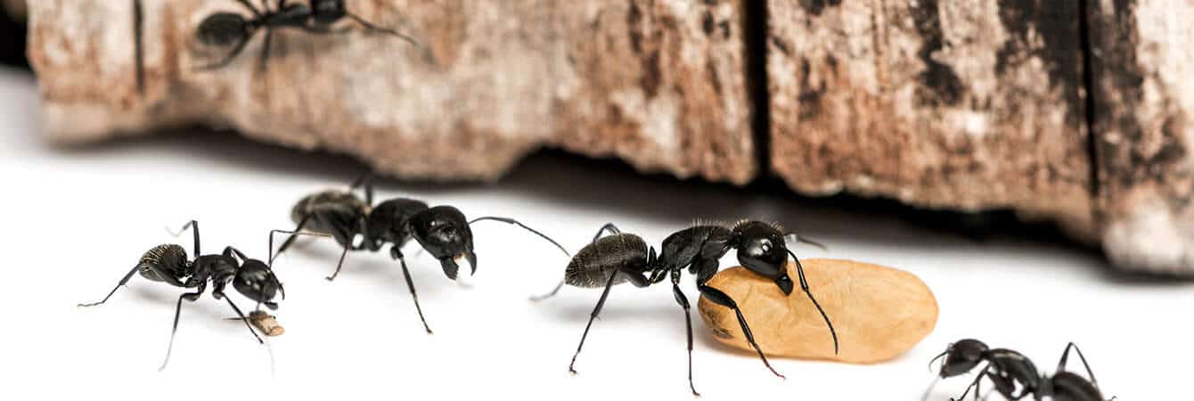 most common types of ant infestations toronto