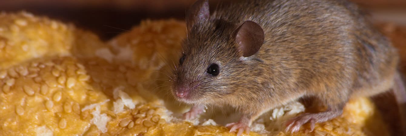 what to do if you have a mice infestation
