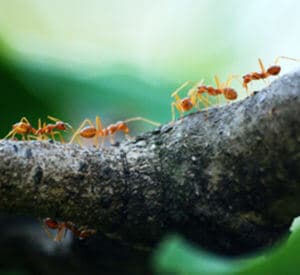Ant Control Services in Toronto