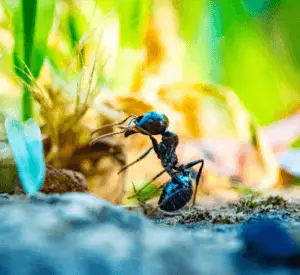 Ant Removal Toronto