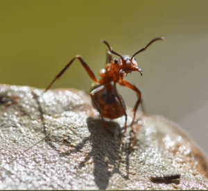 Ants Removal Toronto
