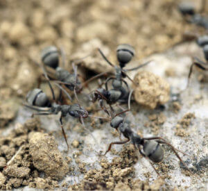 How to kill carpenter ants