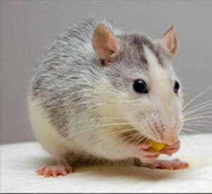 Rodent and Mice Removal in Toronto