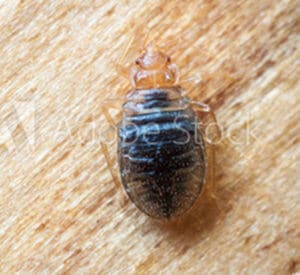 Bed Bug Detection and Extermination in Toronto