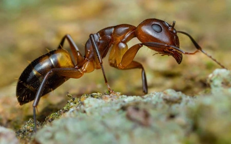 Argentine Ants Removal