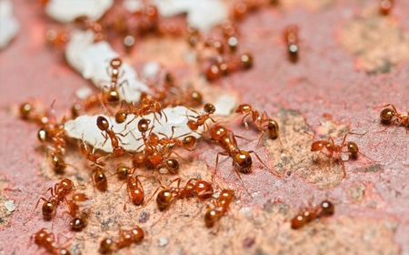 red fire ant removal