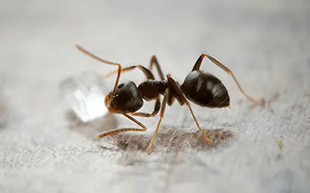 Odorous Ants Removal