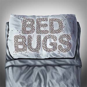 bed bug removal cambridge 4