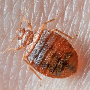 Bedbugs Cambridge 1
