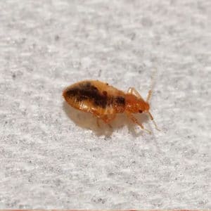 Bedbugs Cambridge 2