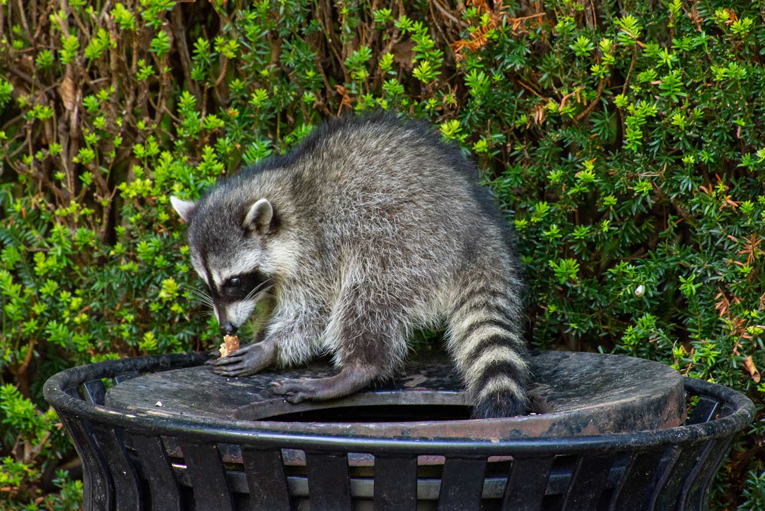 Remove Rodents and Racoons in Cambridge