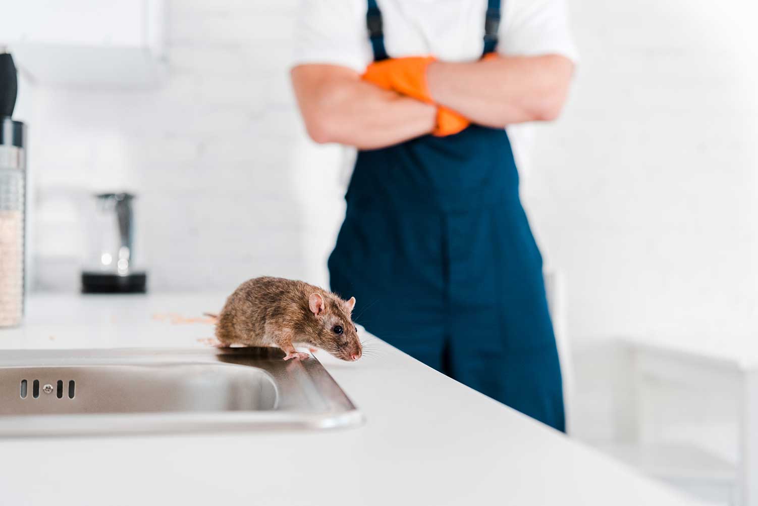Rodent Removal Cambridge