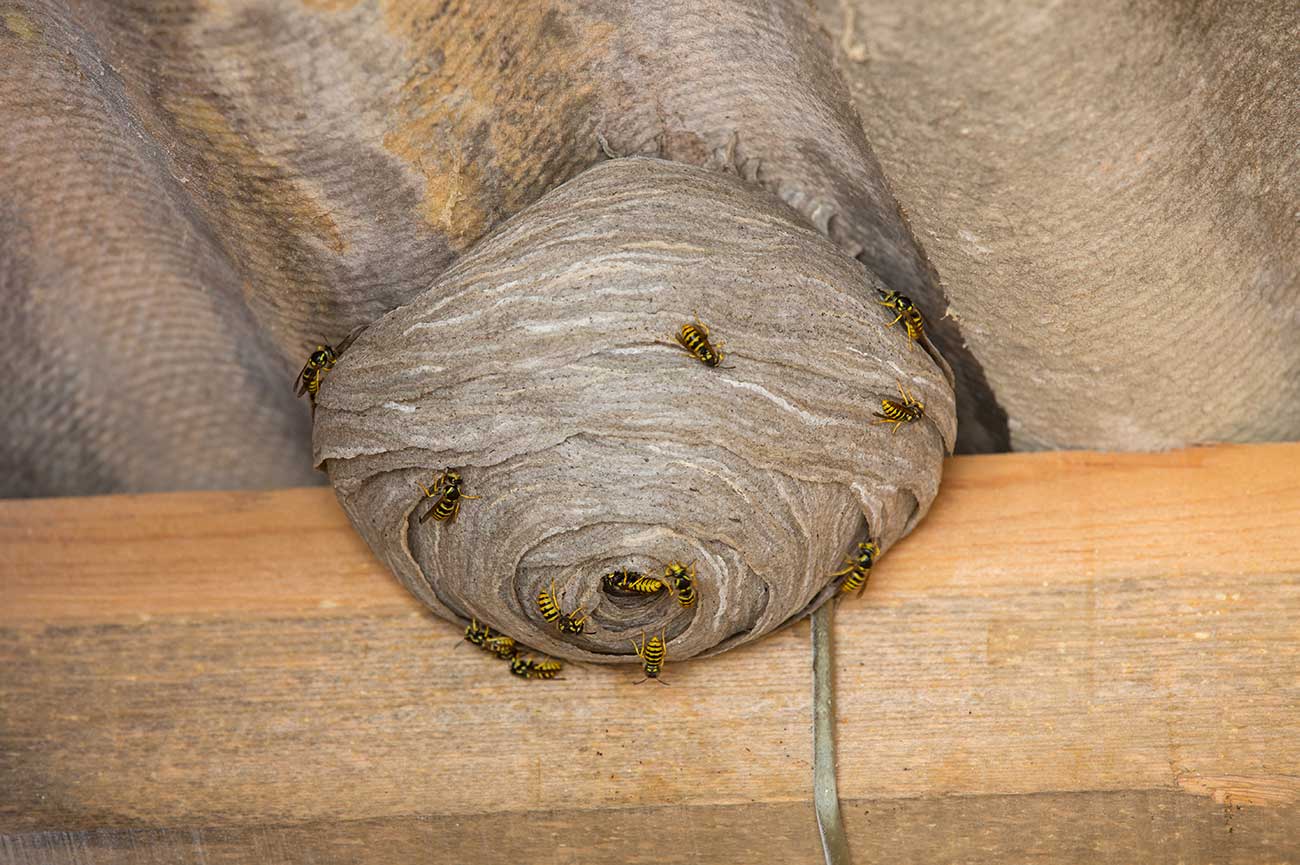 wasps nest removal cambridge 2