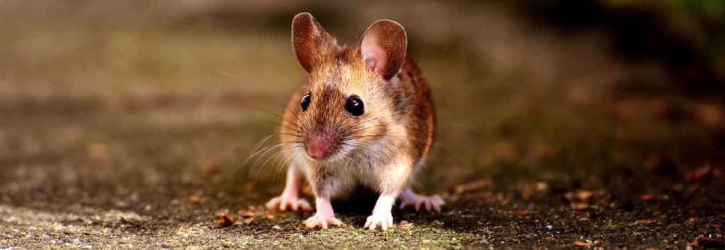 9 interesting facts about rodents