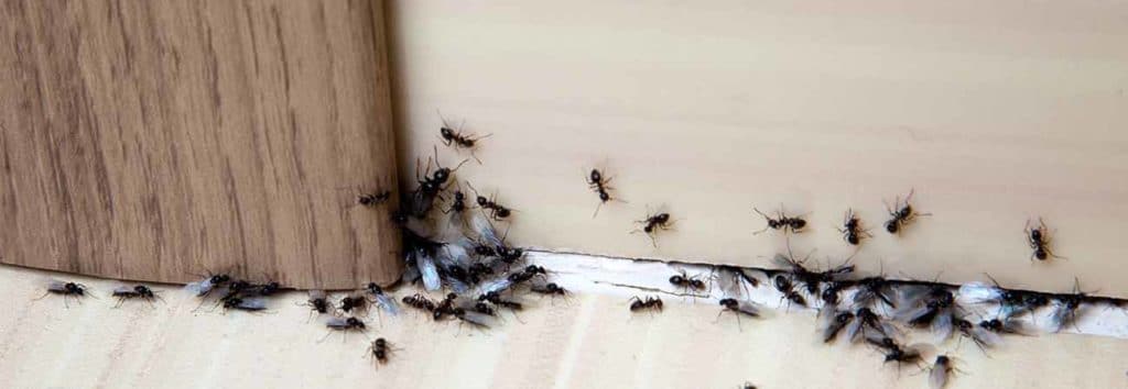 an overview of ant control methods in cambridge