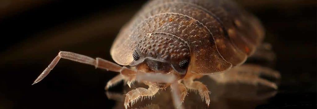 how should you inspect for bed bugs in kitchener