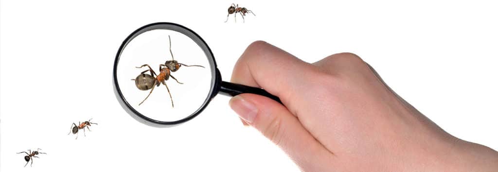 how to get your ant problems resolved in kitchener