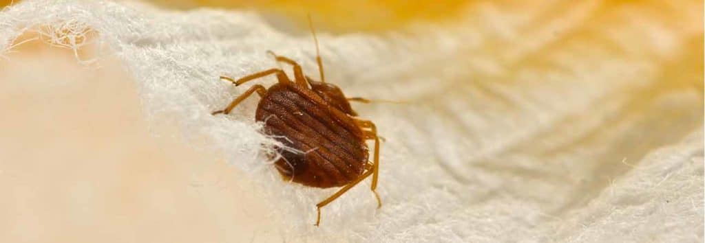 some good tips for bed bug removal in cambridge