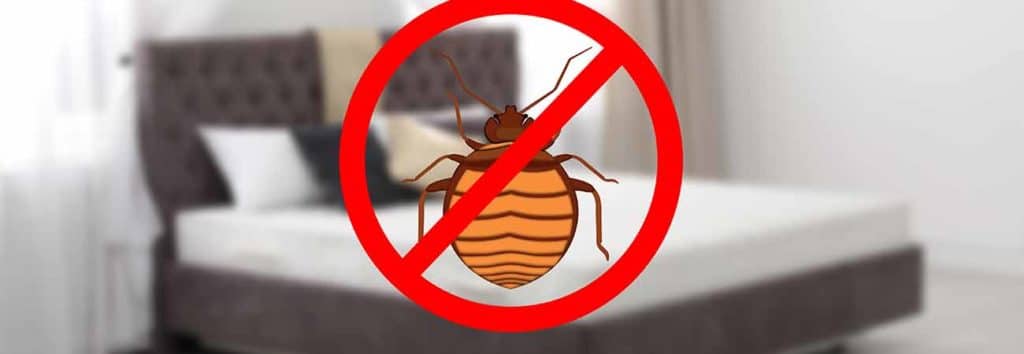 tips to keep bed bugs out of your home in cambridge