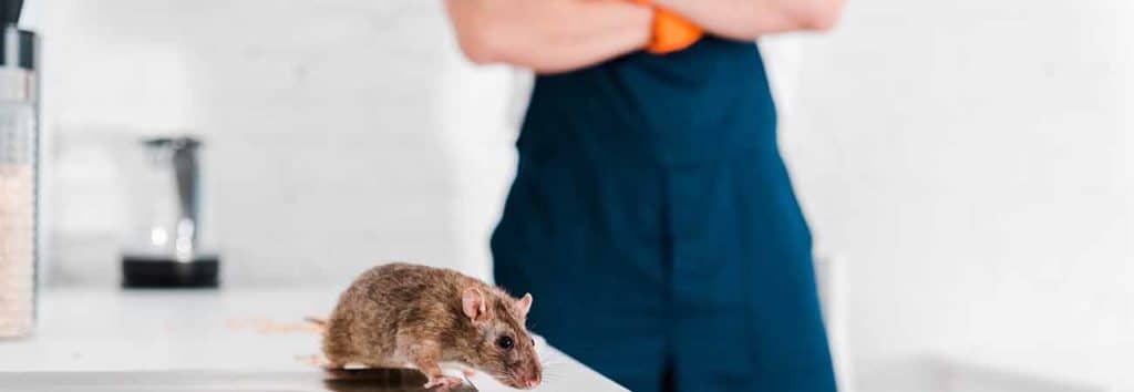what to look for in a rodent control service in cambridge