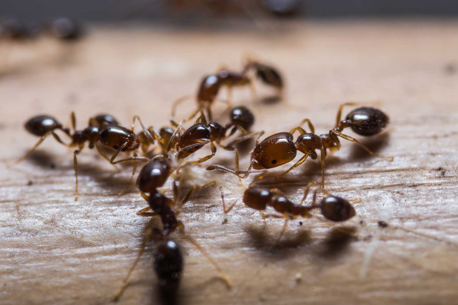 ant control Guelph
