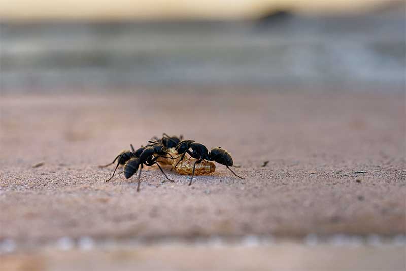Ant Control Services in Kitchener