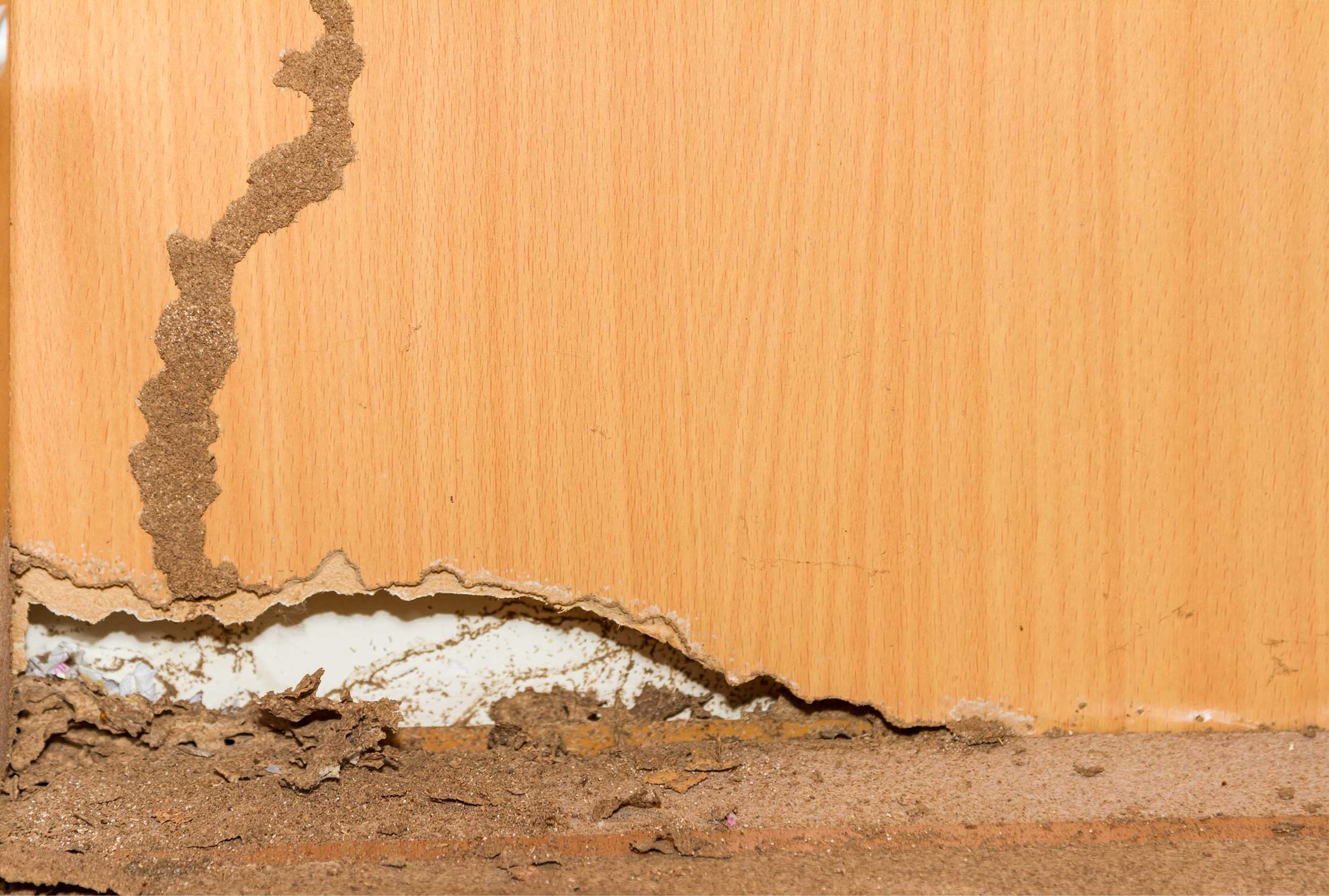 exterminate termites cambridge