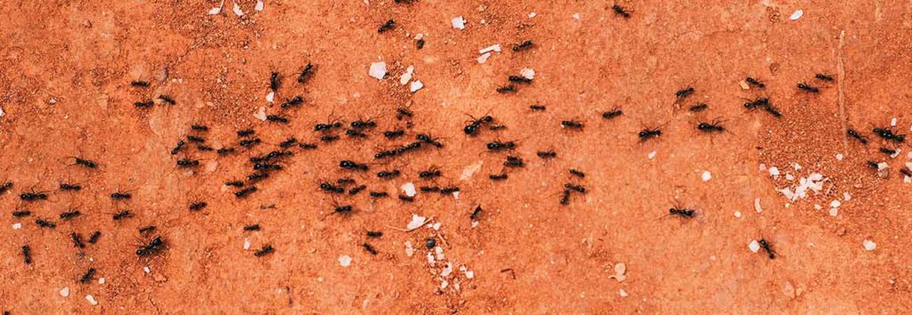 are carpenter ants dangerous
