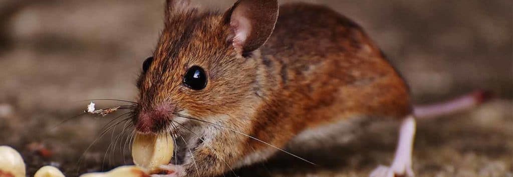 rodenticides what are they and why use them for rodent infestation