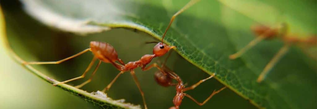 things you may not know about carpenter ants