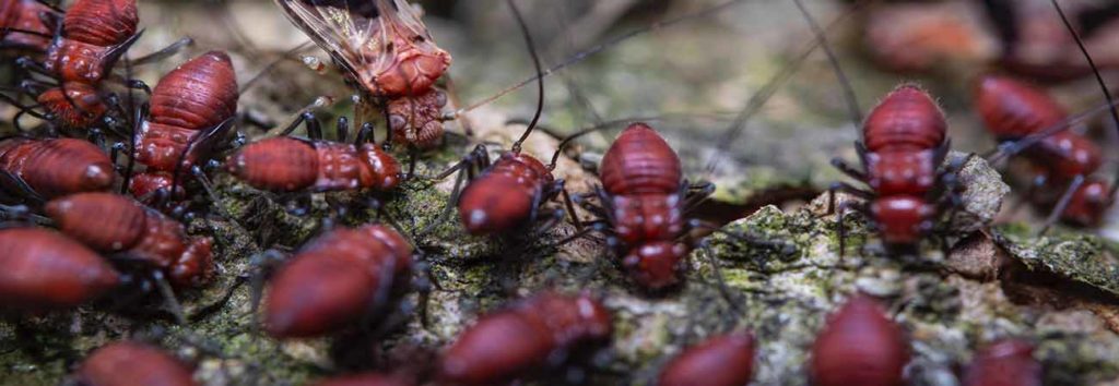what is the difference between termites and woodworms