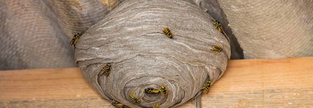9 facts about wasps you didn't know