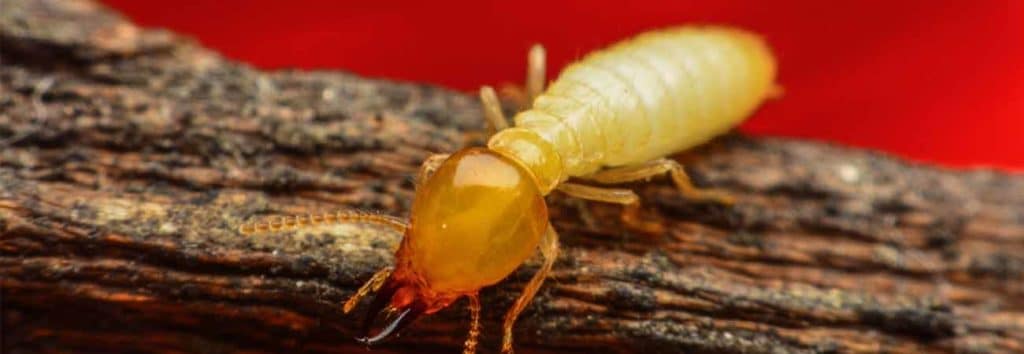 history of termites in toronto